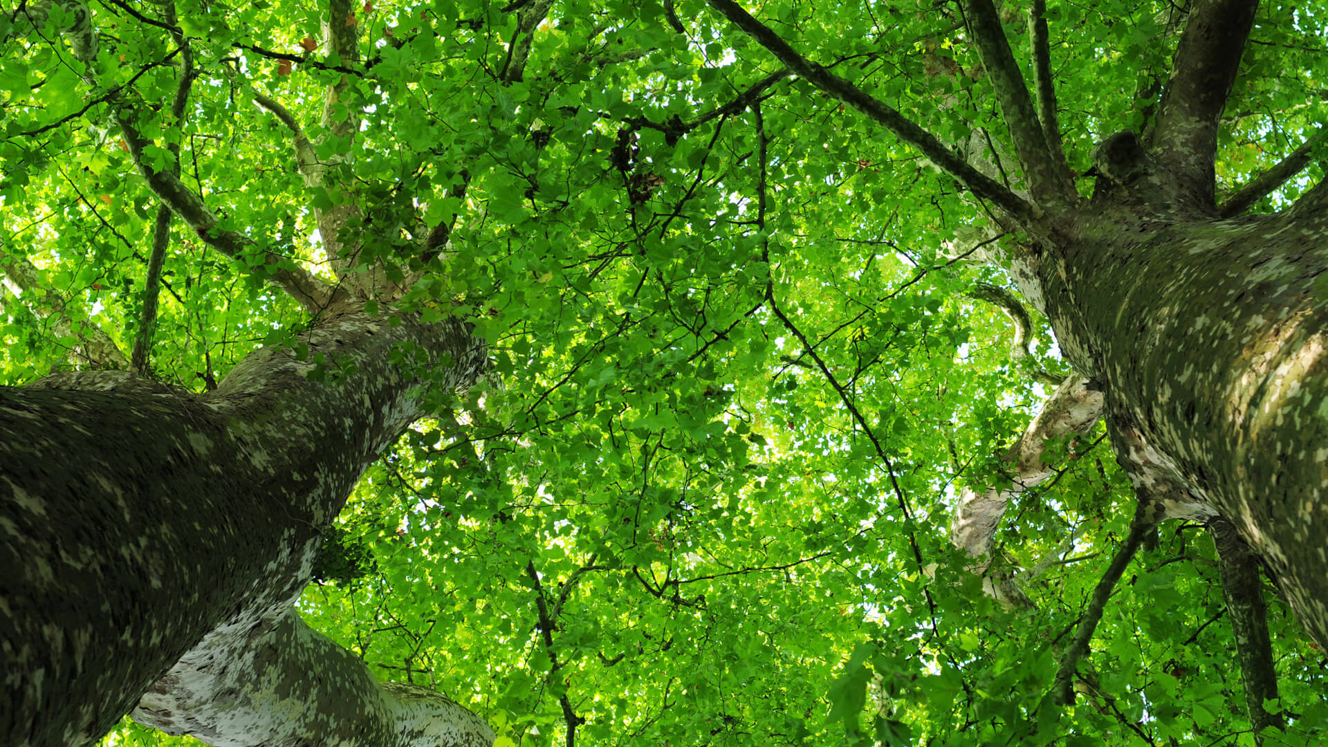 Foto van twee bomen met groene bladeren ter illustratie van de co2 opname door bomen