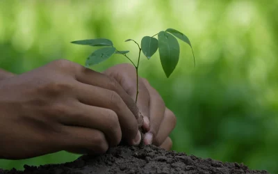 Duurzaam geproduceerd hout