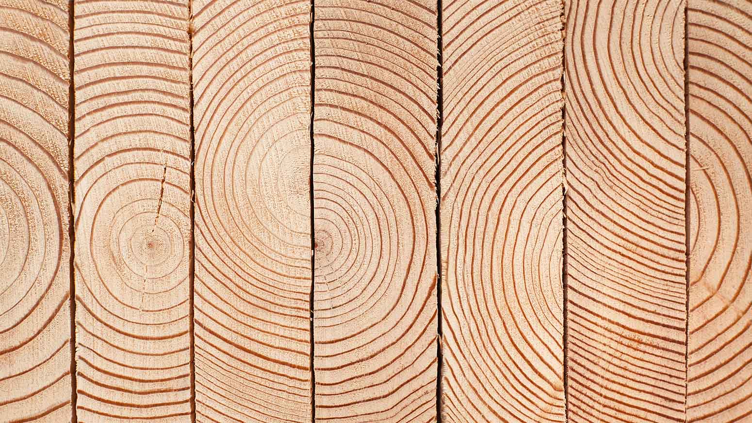 De voordelen van hout Doorsnede van boomstammen